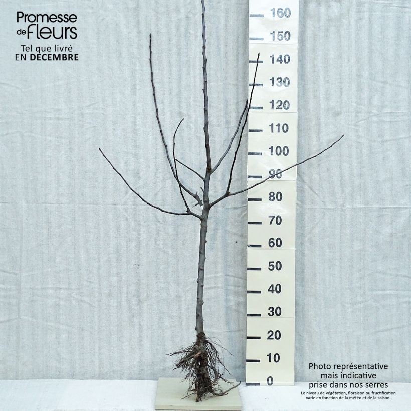 Exemplar von Apfelbaum Jacques Lebel - Malus domestica Wurzelnackt, Gobelet-Form wie im Winter geliefert