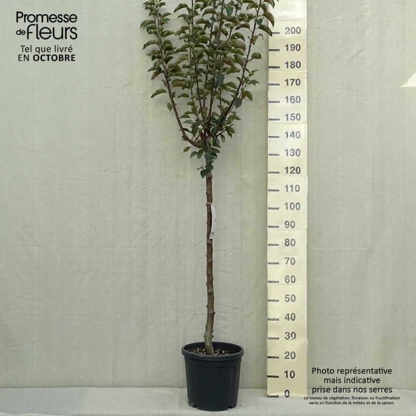 Exemplar von Apfelbaum Jonagold - Malus domestica Topf mit 7,5L/10L, Halbstamm wie im Herbst geliefert