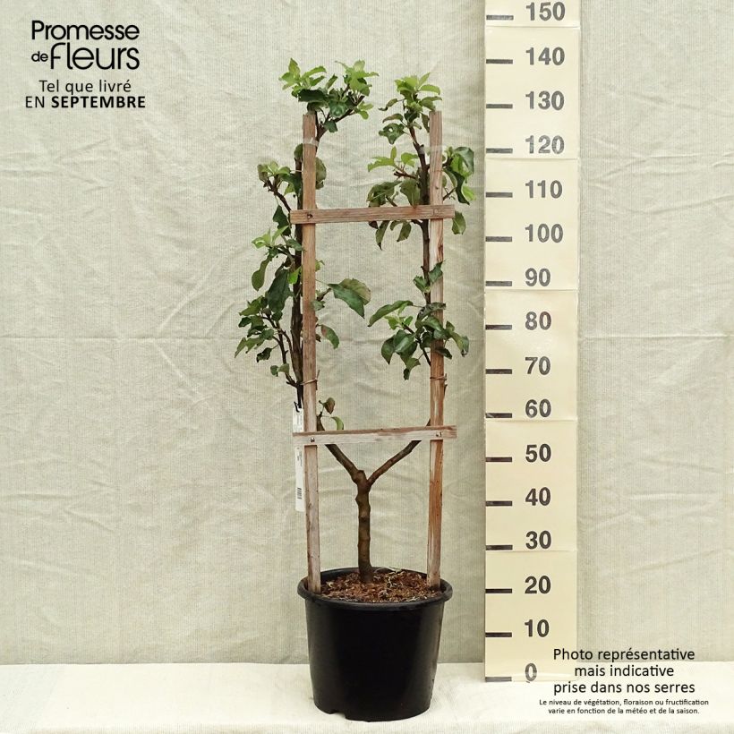 Exemplar von Apfelbaum Jonagold - Malus domestica Topf mit 7,5L/10L, Spalierobst einfach U-Form wie im Herbst geliefert