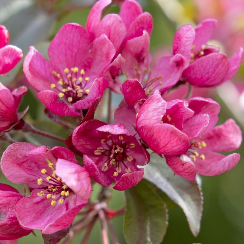 Zierapfel Apollo - Malus (Blüte)