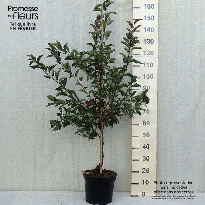 Exemplar von Zierapfel Diable Rouge - Malus Topf mit 7,5L/10L wie im Herbst geliefert
