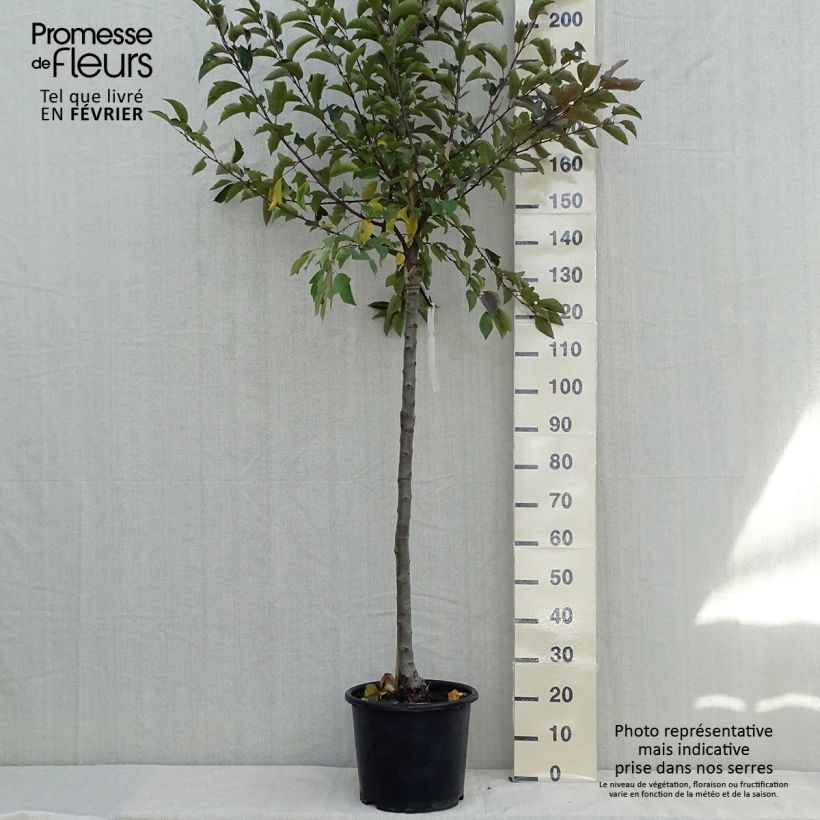 Exemplar von Zierapfel Diable Rouge - Malus Topf mit 12L/15L wie im Herbst geliefert
