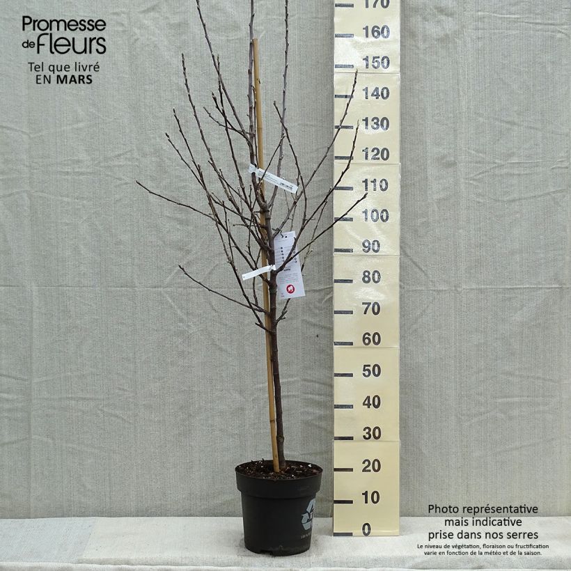 Exemplar von Apfelbaum Braeburn - Malus domestica Topf mit 7,5L/10L, Gobelet-Form wie im Frühjahr geliefert