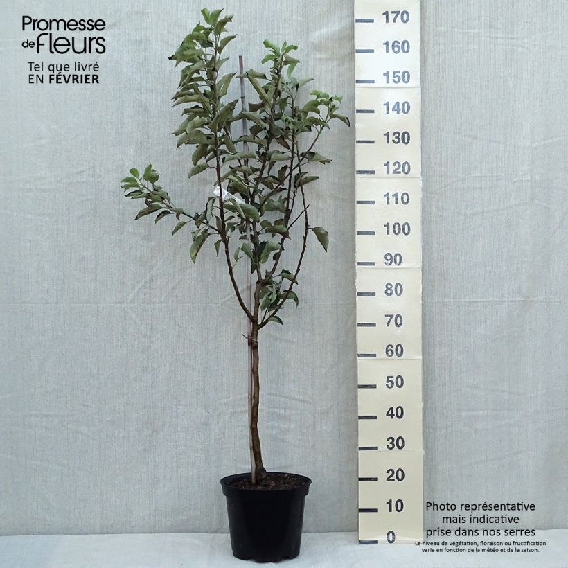 Exemplar von Apfelbaum Idared - Malus domestica Topf mit 7,5L/10L, Gobelet-Form wie im Herbst geliefert