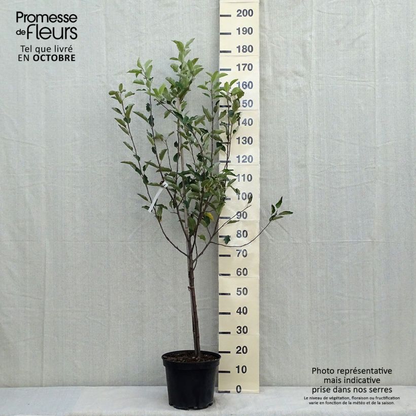 Exemplar von Apfelbaum Melrose - Malus domestica Topf mit 7,5L/10L, Gobelet-Form wie im Herbst geliefert