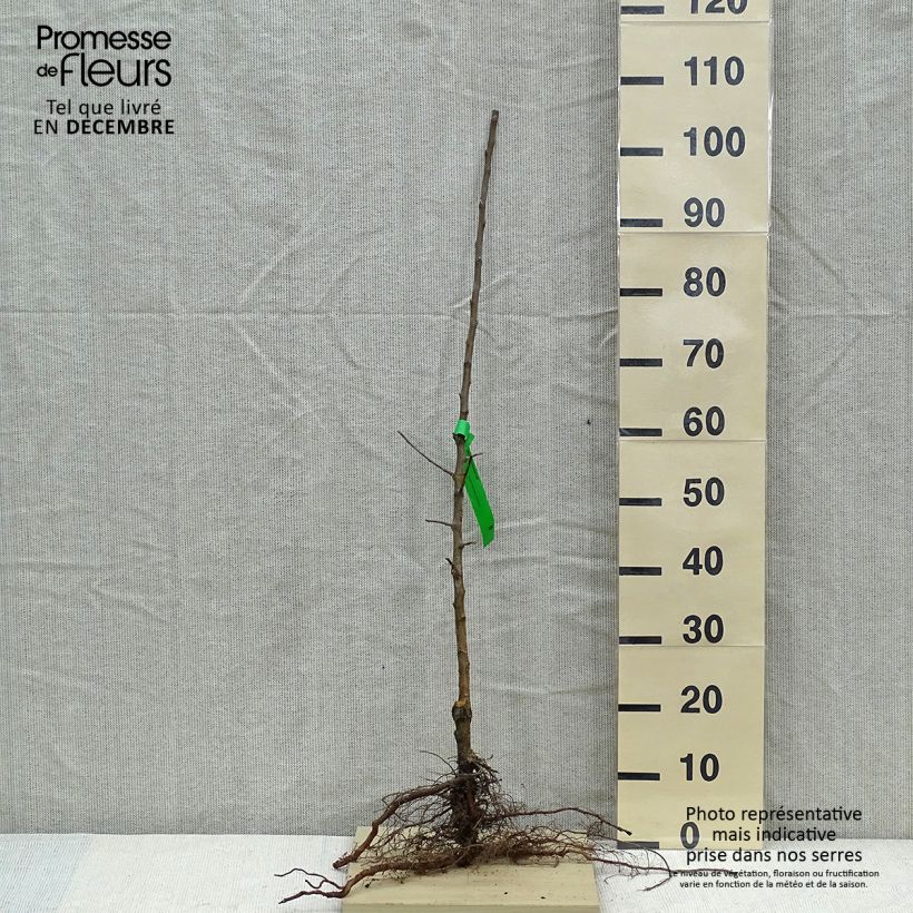 Exemplar von Apfelbaum Museau de Lièvre - Malus domestica Wurzelnackt, Heister wie im Winter geliefert