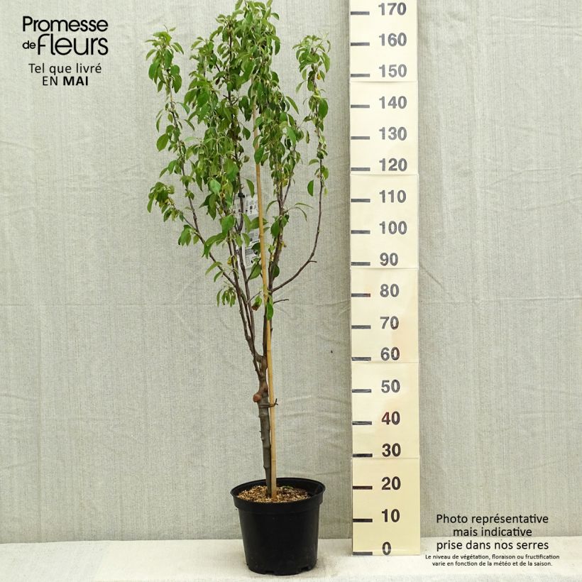 Exemplar von Apfelbaum Museau de Lièvre - Malus domestica Topf mit 7,5L/10L, Gobelet-Form wie im Frühjahr geliefert