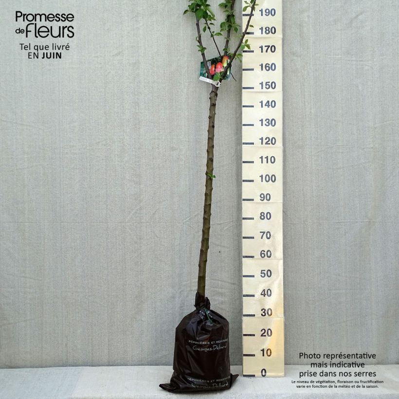 Exemplar von Apfelbaum Rambour d'Hiver - Malus domestica Plug "Fertig-zum-Pflanzen", Halbstamm wie im Frühjahr geliefert