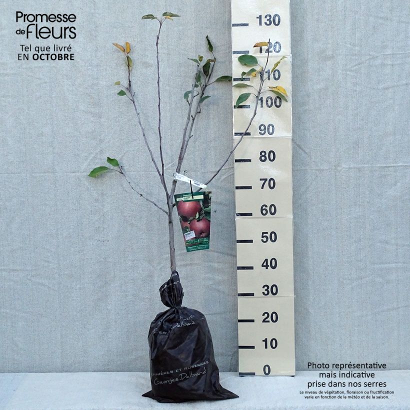 Exemplar von Apfelbaum Regali - Malus domestica Plug "Fertig-zum-Pflanzen", Gobelet-Form wie im Herbst geliefert