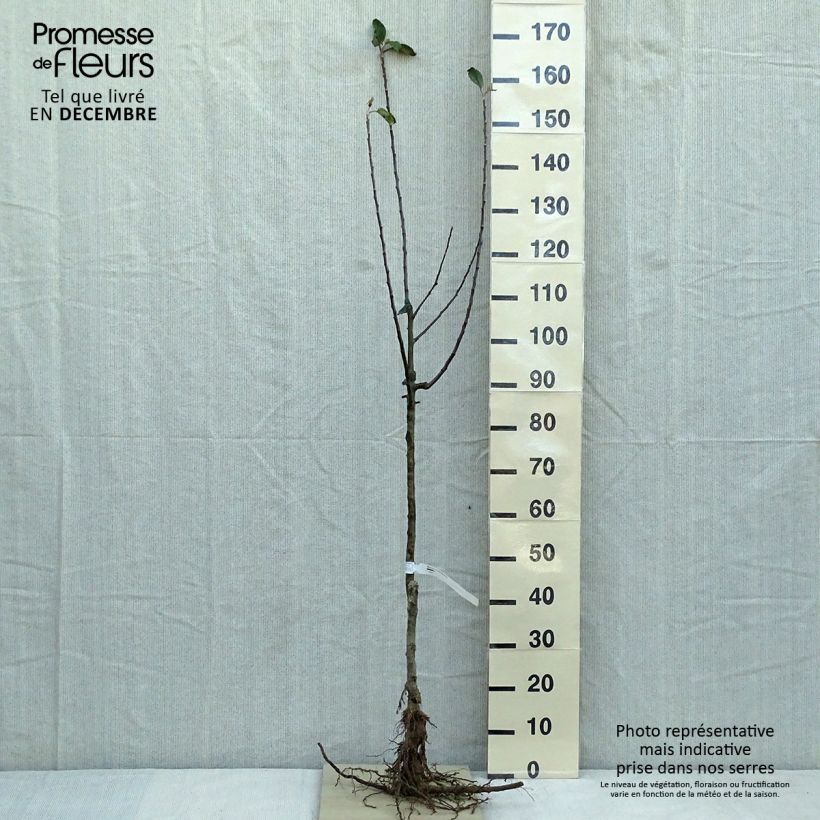 Exemplar von Goldparmäne Reine des Reinettes - Malus domestica Wurzelnackt, Gobelet-Form wie im Winter geliefert
