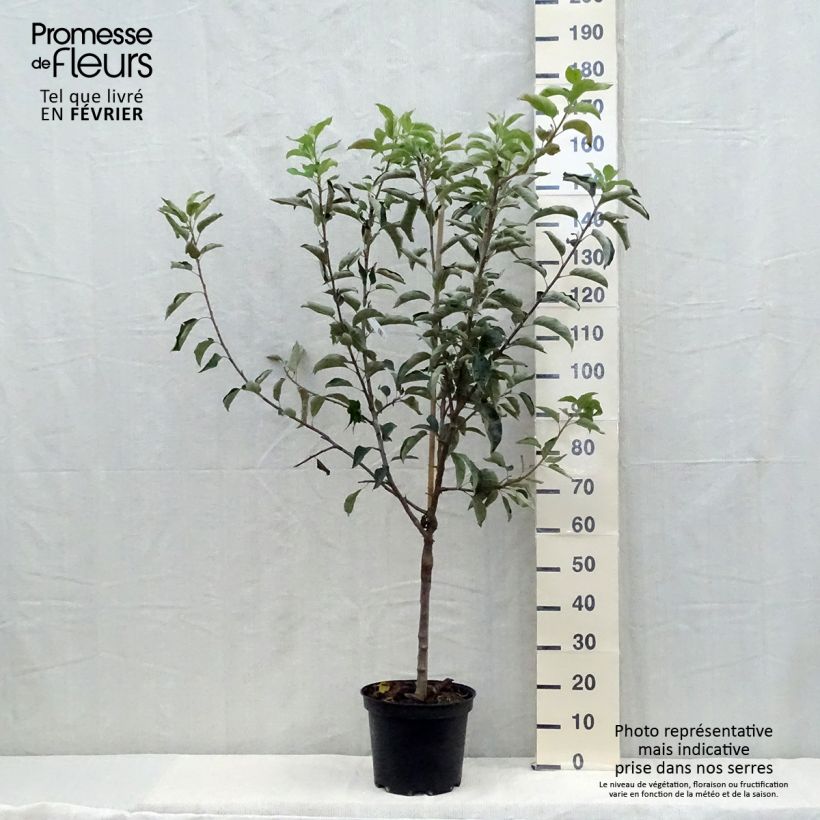 Exemplar von Apfelbaum Reinette Clochard - Malus domestica Topf mit 7,5L/10L, Gobelet-Form wie im Herbst geliefert