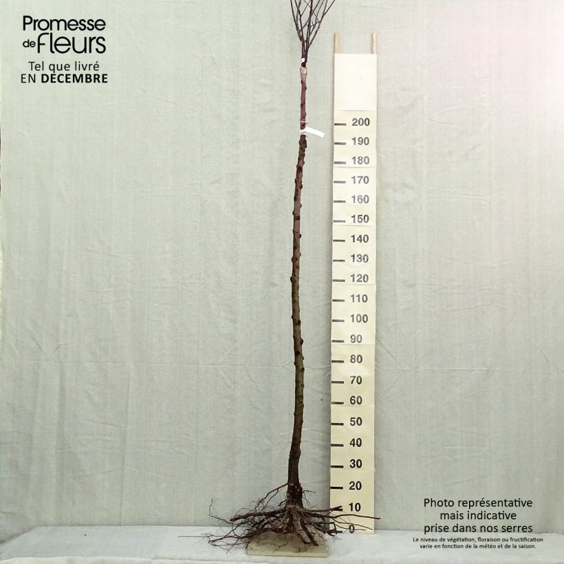 Exemplar von Apfelbaum Reinette De France - Malus domestica Wurzelnackt, Hochstamm wie im Winter geliefert