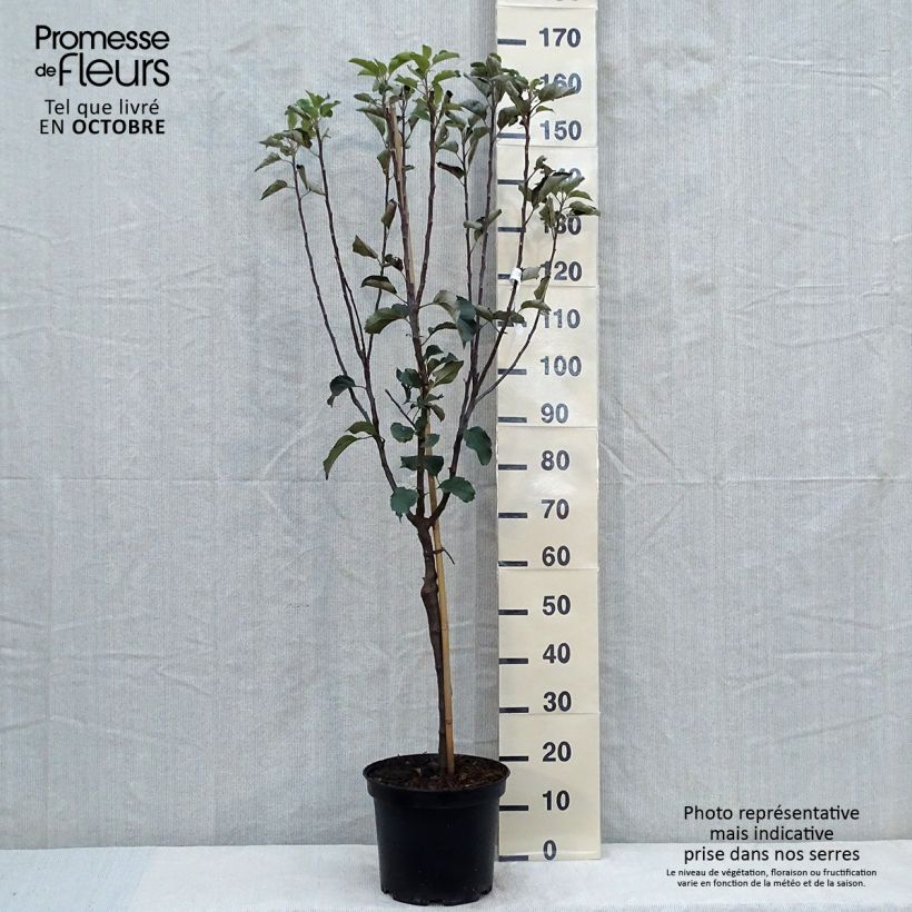 Exemplar von Apfelbaum Reinette de Brive - Malus domestica Topf mit 7,5L/10L, Gobelet-Form wie im Herbst geliefert