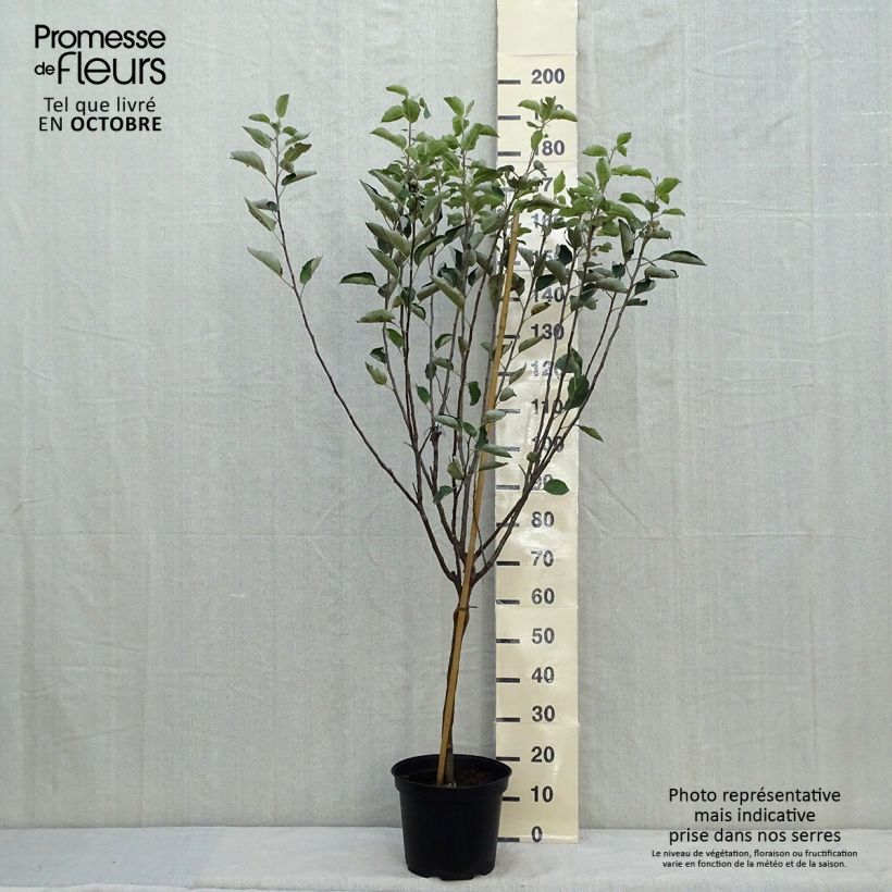 Exemplar von Apfelbaum Reinette de Caux - Malus domestica Topf mit 7,5L/10L, Gobelet-Form wie im Herbst geliefert