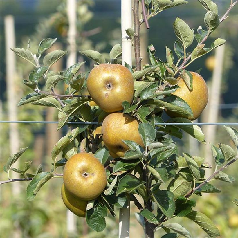 Apfelbaum Reinette grise du canada - Malus domestica (Ernte)