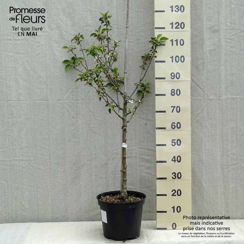 Exemplar von Apfelbaum Reinette grise du canada - Malus domestica Topf mit 7,5L/10L, Gobelet-Form wie im Frühjahr geliefert