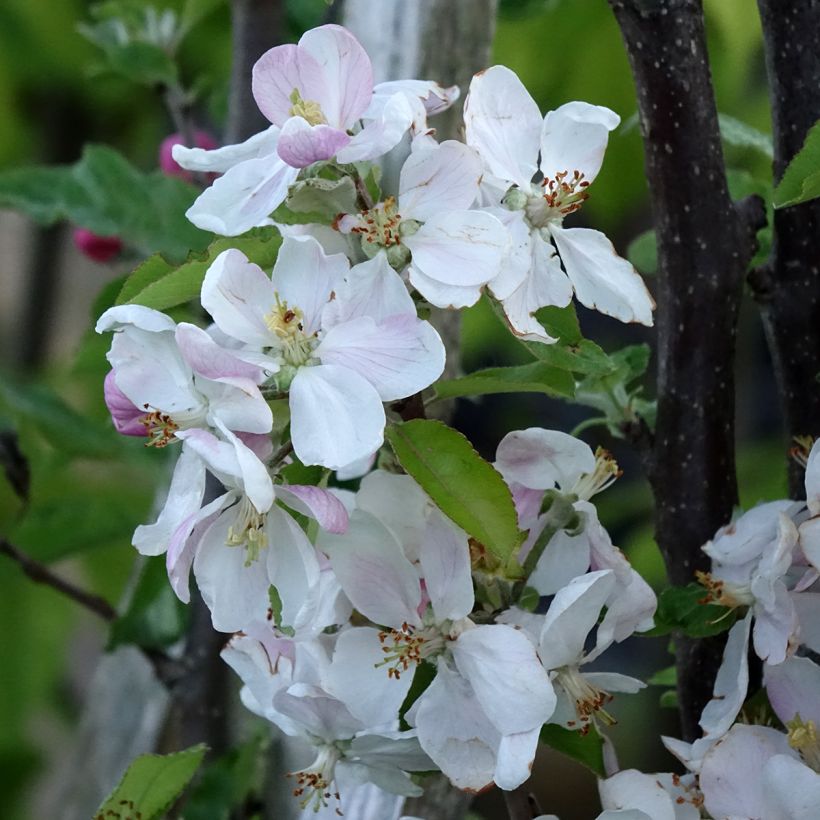 Apfelbaum Royale Delbard delfloga - Malus domestica (Blüte)