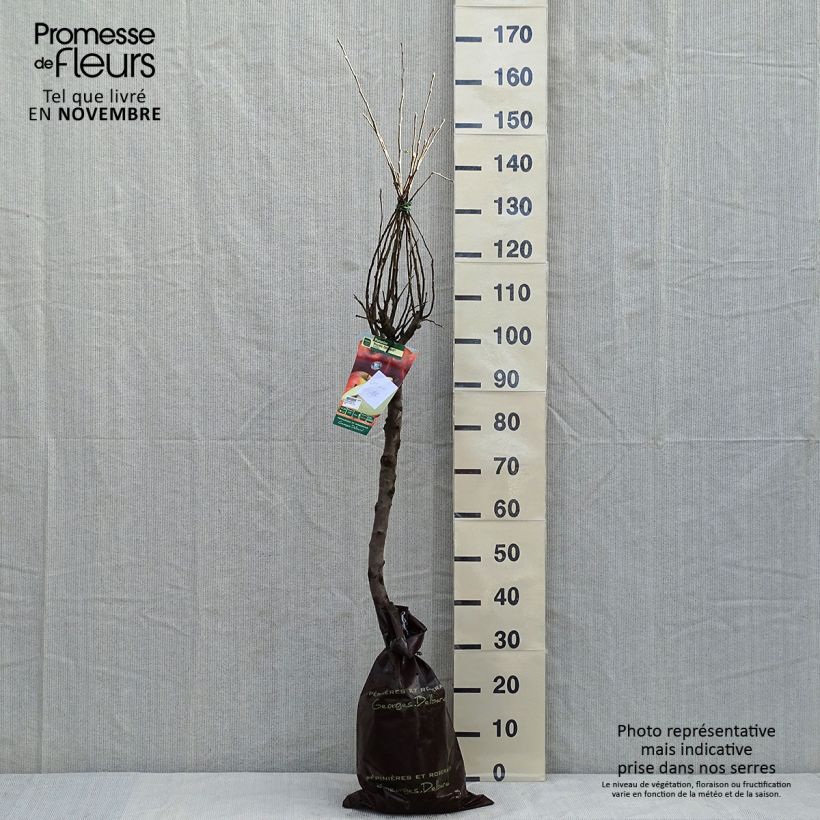 Exemplar von Apfelbaum Royale Delbard delfloga - Malus domestica Plug "Fertig-zum-Pflanzen", Gobelet-Form wie im Herbst geliefert