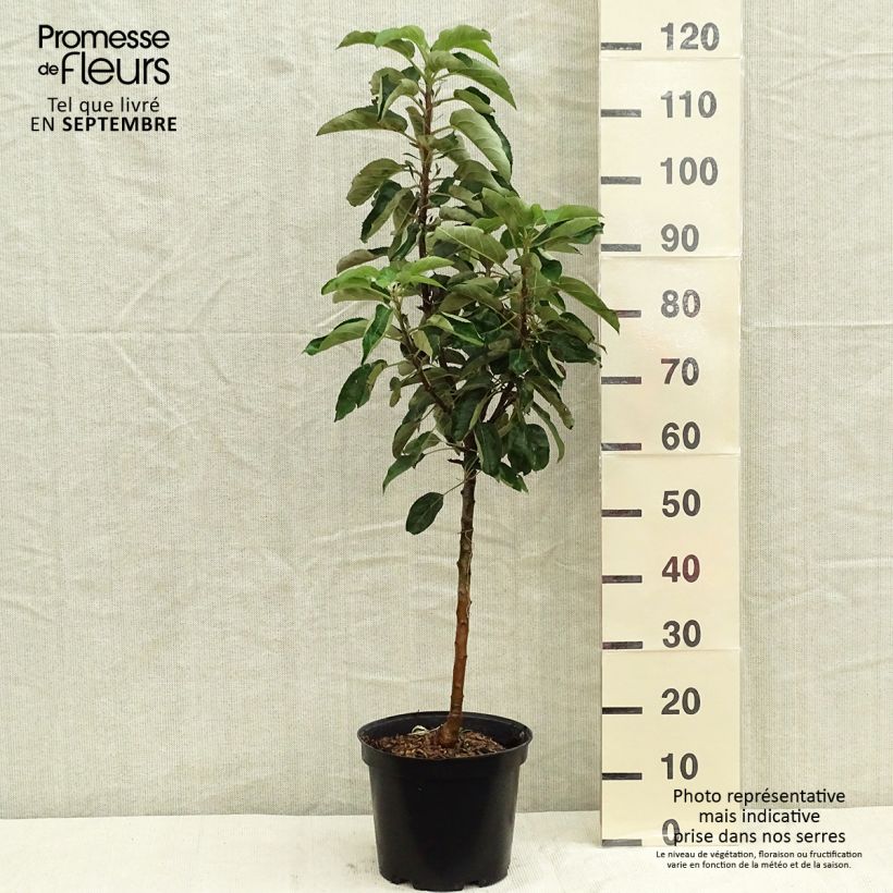 Exemplar von Säulenapfel Sonate cov - Malus domestica Topf mit 7,5L/10L, Säulenförmig wie im Herbst geliefert