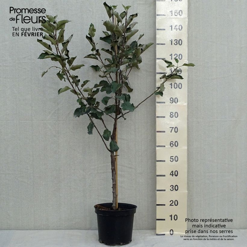 Exemplar von Klarapfelbaum Transparente de Croncels - Malus domestica Topf mit 7,5L/10L, Gobelet-Form wie im Herbst geliefert