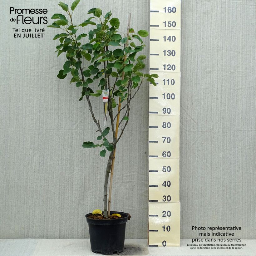 Exemplar von Klarapfelbaum Transparente de Croncels - Malus domestica Topf mit 7,5L/10L, Gobelet-Form wie im Sommer geliefert