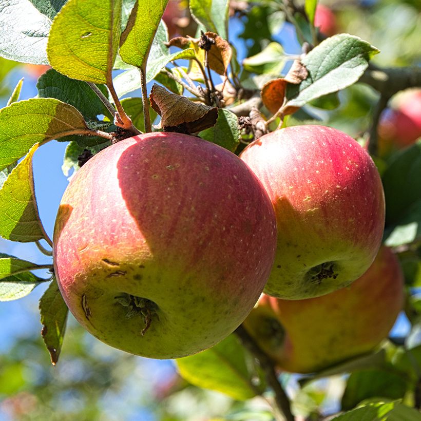 Apfelbaum Winston Bio - Malus domestica (Ernte)