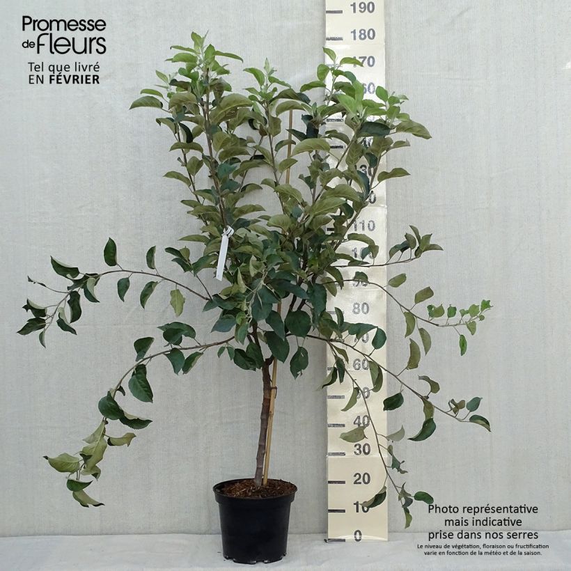 Exemplar von Apfelbaum Winter Banana - Malus domestica Topf mit 7,5L/10L, Gobelet-Form wie im Herbst geliefert