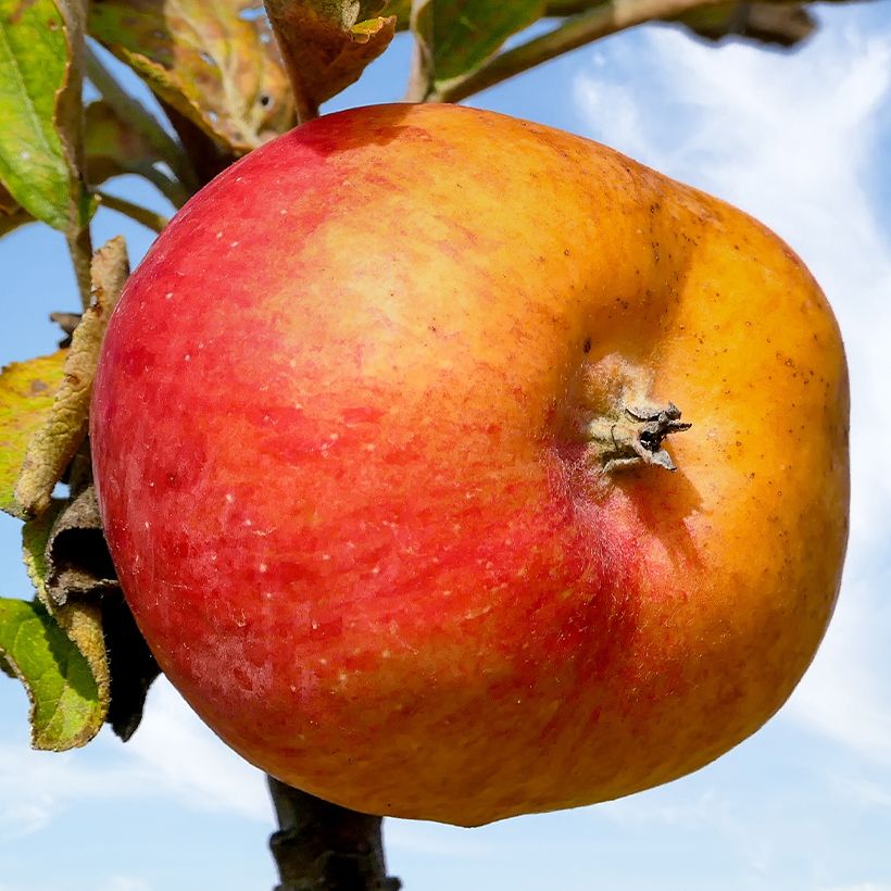 Apfelbaum Douce Moën - Malus domestica (Ernte)