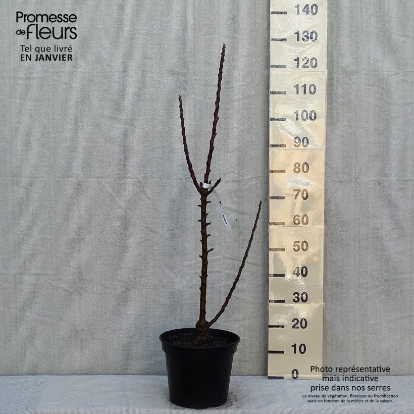 Exemplar von Säulenapfel Ballerina Polka - Malus domestica Topf mit 7,5L/10L, Säulenförmig wie im Winter geliefert