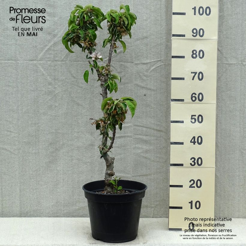 Exemplar von Säulenapfel Ballerina Valse - Malus domestica Topf mit 7,5L/10L, Säulenförmig wie im Frühjahr geliefert