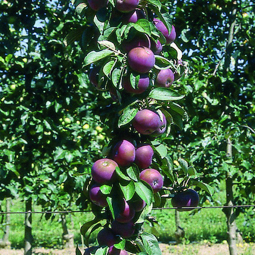 Säulenapfel Chinon Delcoblu - Malus domestica (Ernte)