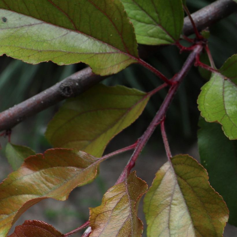 Purpur-Apfel Aldenhamensis - Malus purpureus (Laub)