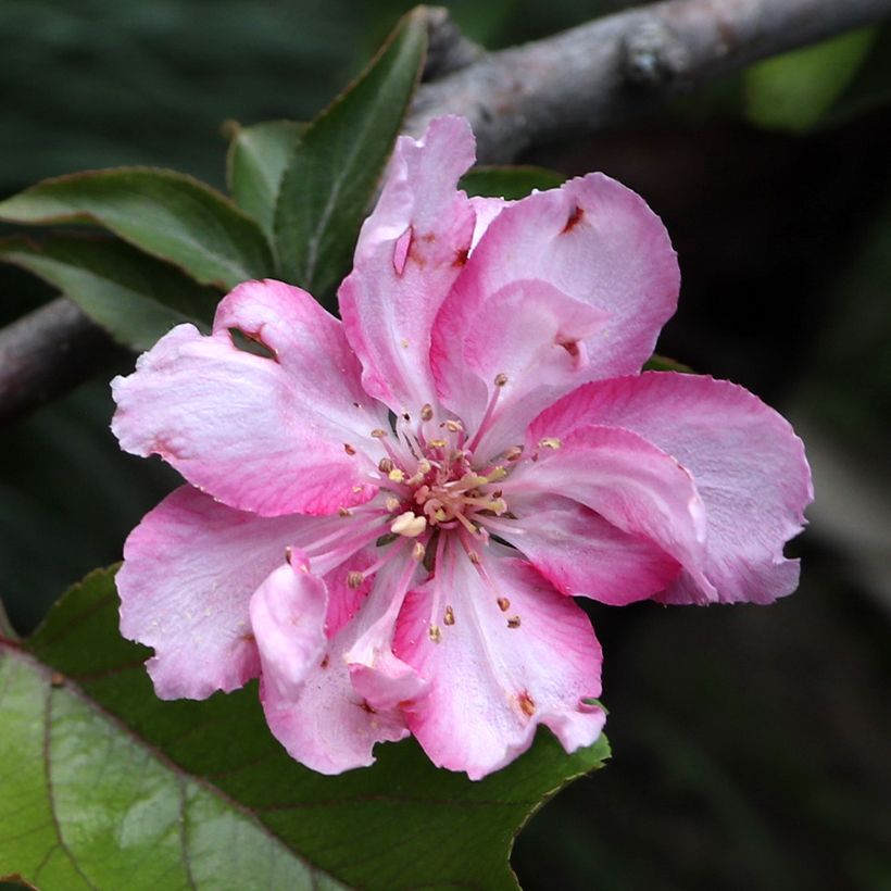 Purpur-Apfel Aldenhamensis - Malus purpureus (Blüte)