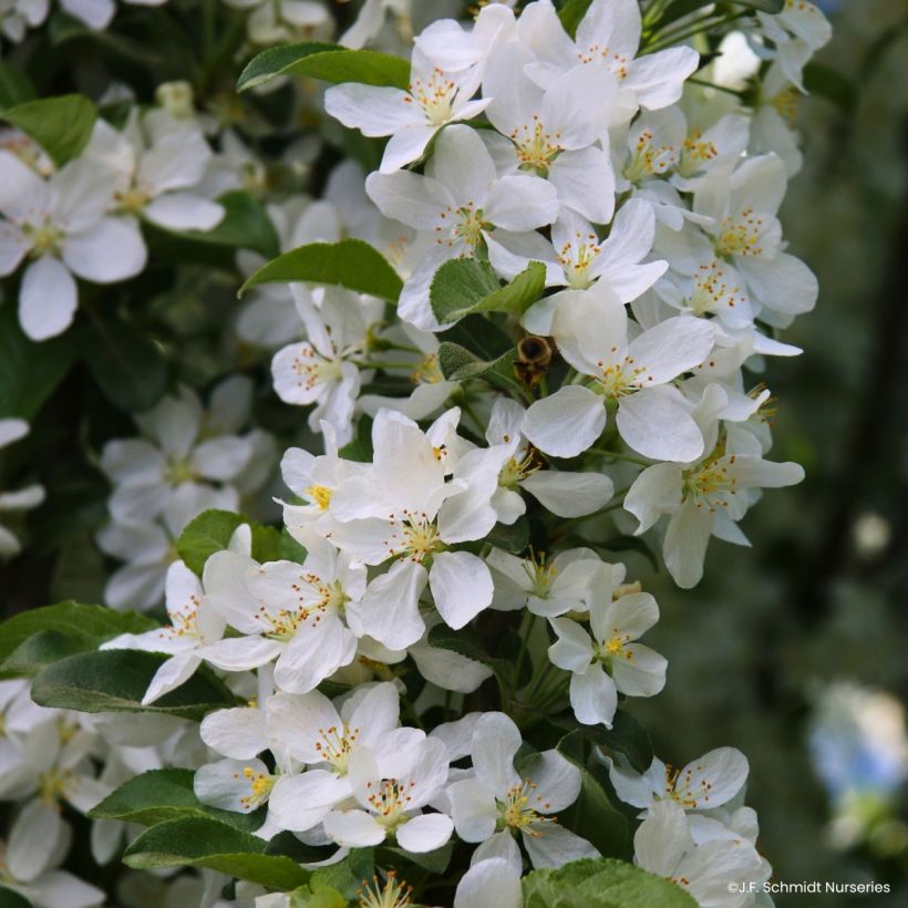 Zierapfel Ivory Spear - Malus (Blüte)