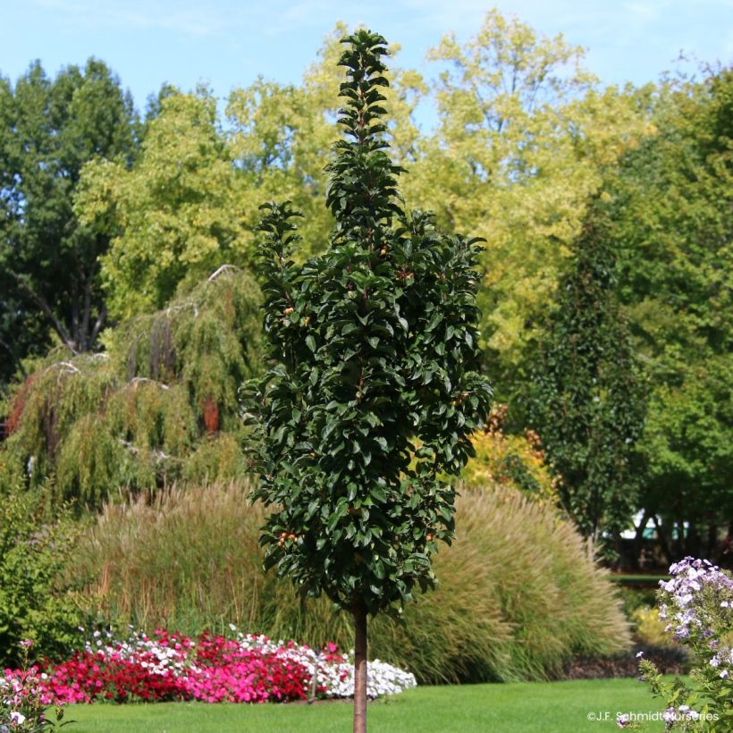 Zierapfel Ivory Spear - Malus (Wuchs)