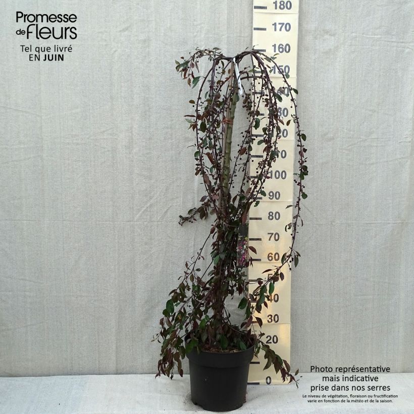 Exemplar von Zierapfel Royal Beauty - Malus Topf mit 7,5L/10L, Stamm wie im Sommer geliefert