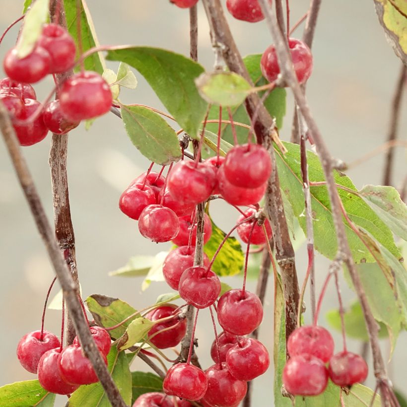 Zierapfel Royal Beauty - Malus (Ernte)