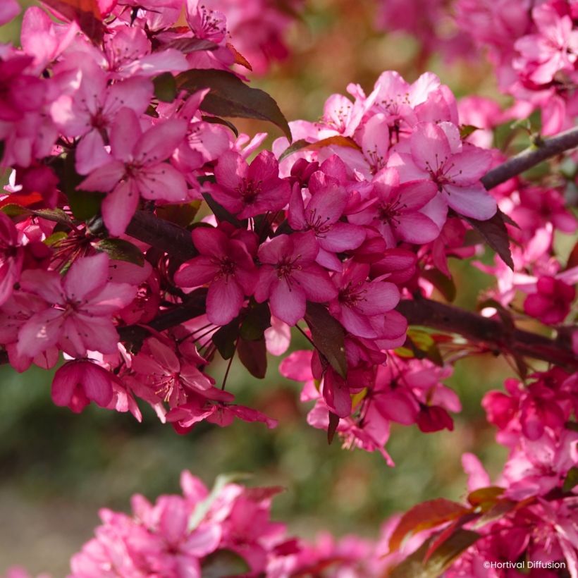 Zierapfel Royal  Raindrops - Malus (Blüte)