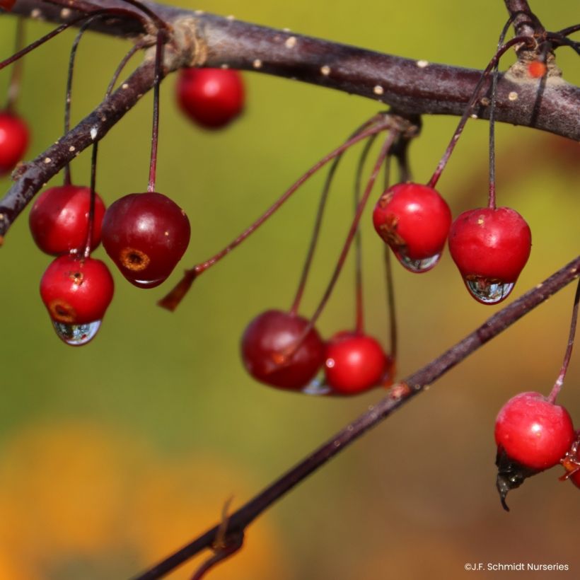Zierapfel Royal  Raindrops - Malus (Ernte)