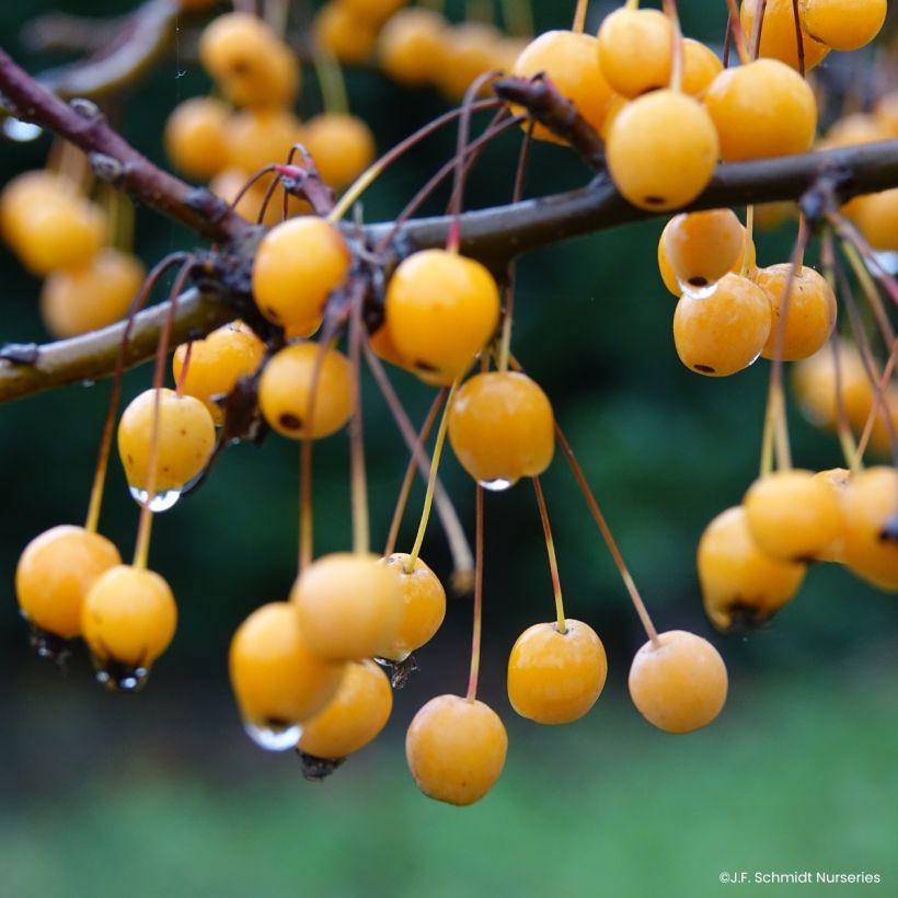 Zierapfel JFS Sparkling Sprite - Malus (Ernte)