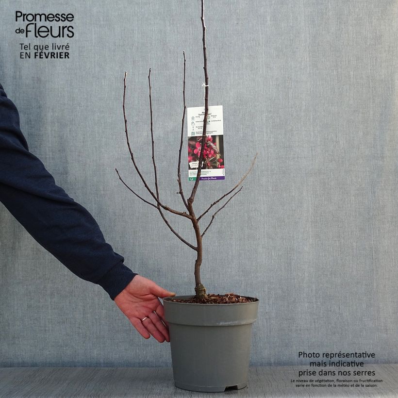 Exemplar von Zierapfel Dark Rosaleen - Malus Topf mit 6L/7L wie im Winter geliefert