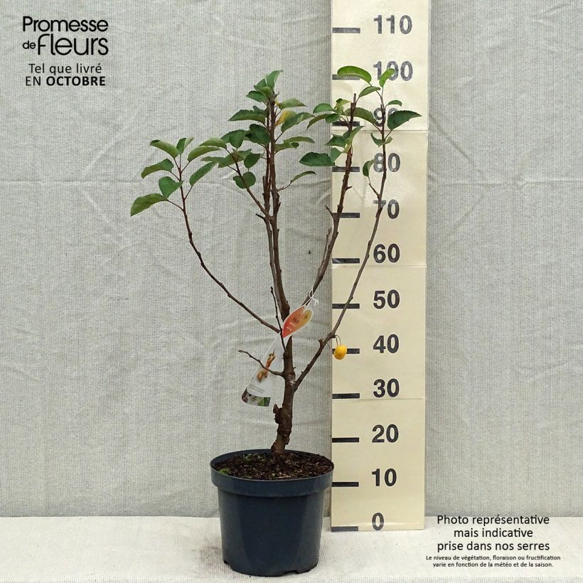 Exemplar von Zierapfel Golden Hornet - Malus Topf mit 6L/7L wie im Herbst geliefert