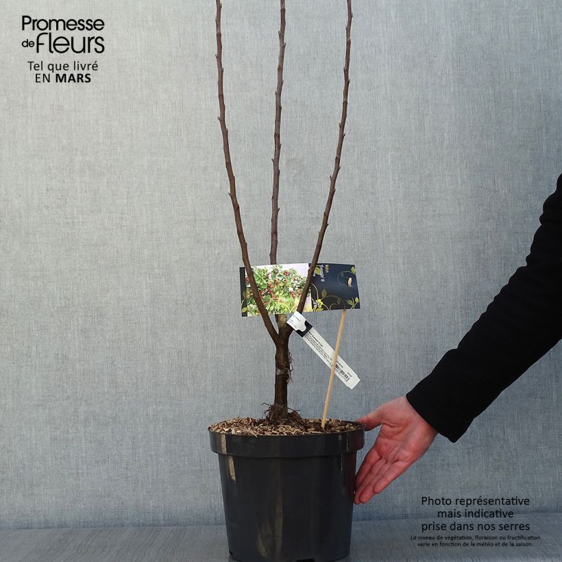 Exemplar von Zierapfel Evereste 'Perpetu' - Malus Topf mit 7,5L/10L wie im Winter geliefert