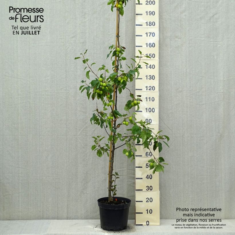 Exemplar von Zierapfel Evereste 'Perpetu' - Malus Topf mit 6L/7L, Strauch wie im Sommer geliefert