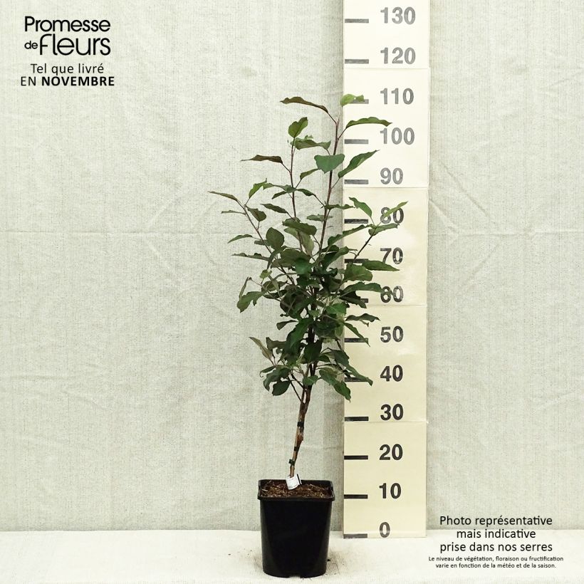 Exemplar von Zwergapfelbaum Fruit Me Apple Me Red Gala - Malus domestica Topf mit 4L/5L, Zwergform wie im Herbst geliefert