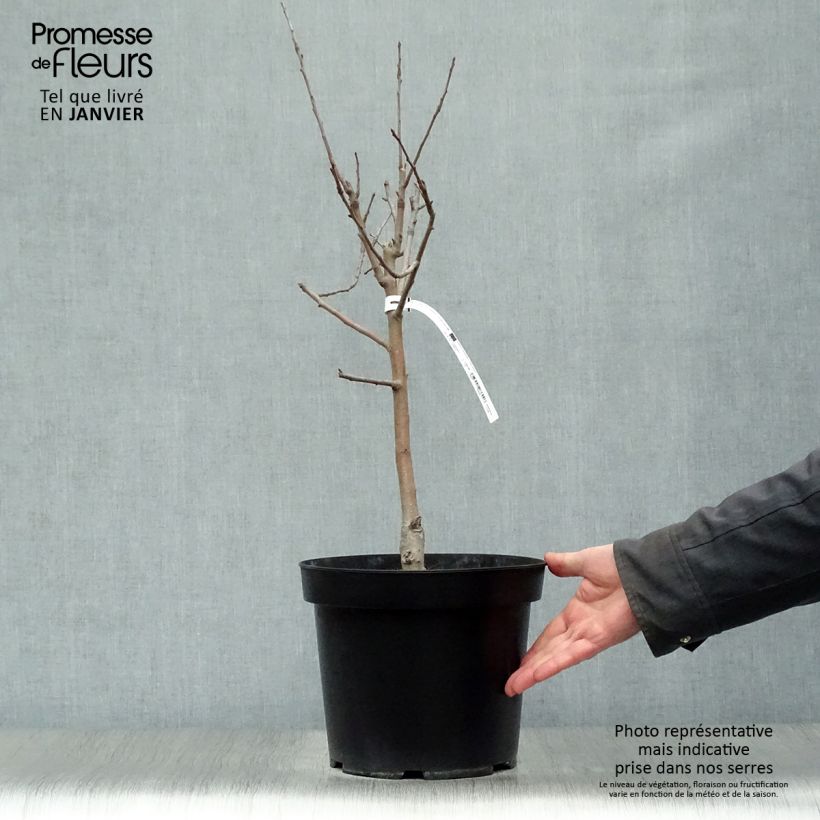 Exemplar von Zwergapfelbaum Garden Sun Red - Malus domestica Topf mit 6L/7L, Zwergform wie im Winter geliefert