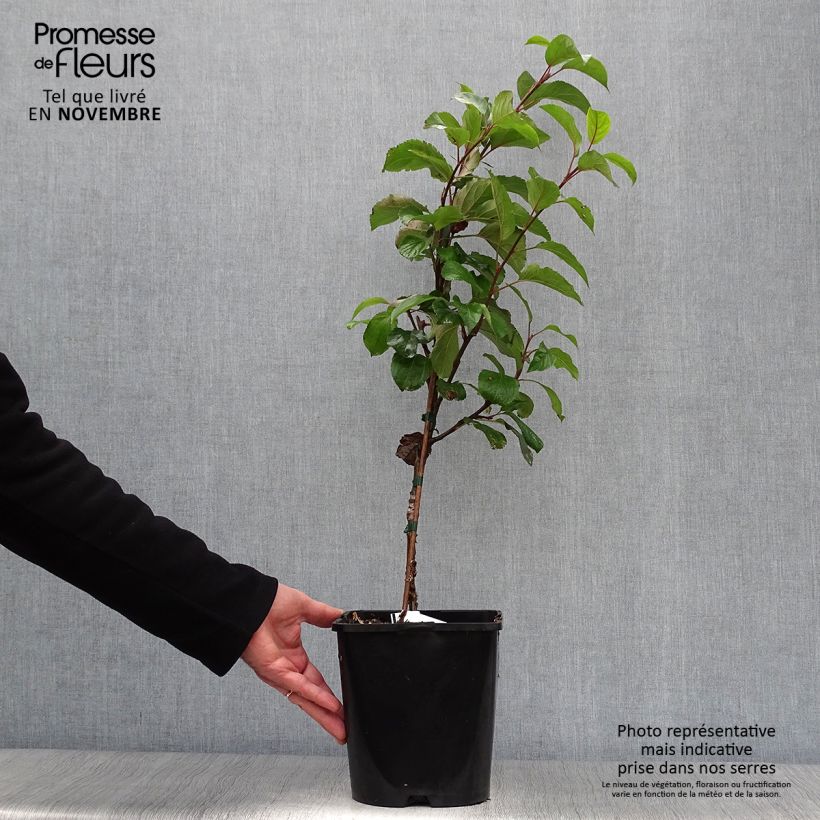 Exemplar von Zwergapfelbaum Fruit Me Apple Me Yellow Golden - Malus domestica Topf mit 4L/5L, Zwergform wie im Herbst geliefert
