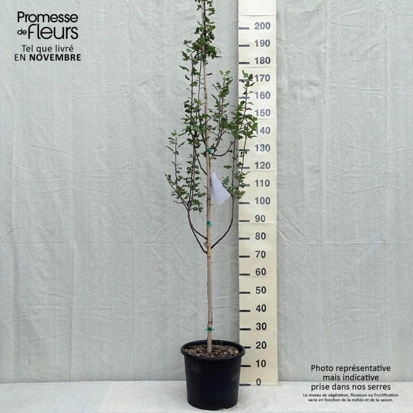 Exemplar von Dreilappiger Apfel - Malus trilobata Topf mit 12L/15L wie im Herbst geliefert