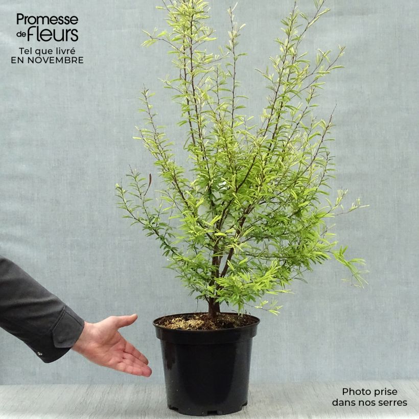 Exemplar von Calliandra surinamensis - Rosa Puderquastenstrauch Topf mit 7,5L/10L wie im Herbst geliefert