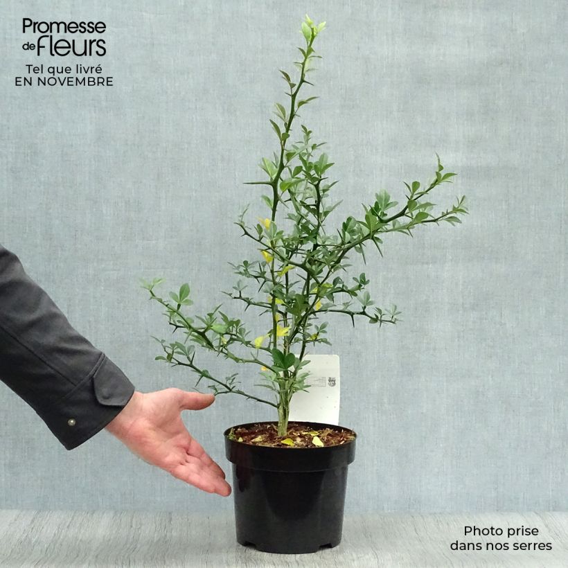 Exemplar von Dreiblättrige Orange - Poncirus trifoliata Topf mit 3L/4L wie im Herbst geliefert
